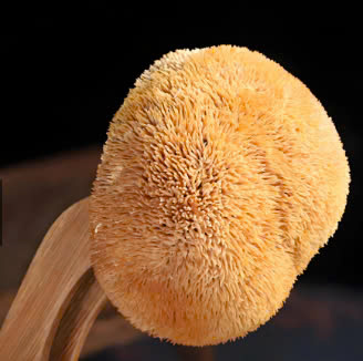 Nấm đầu khỉ/Nấm Hầu Thủ